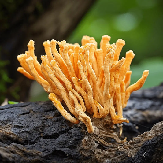 Unlock the power of cordyceps: the mushroom with impressive health benefits